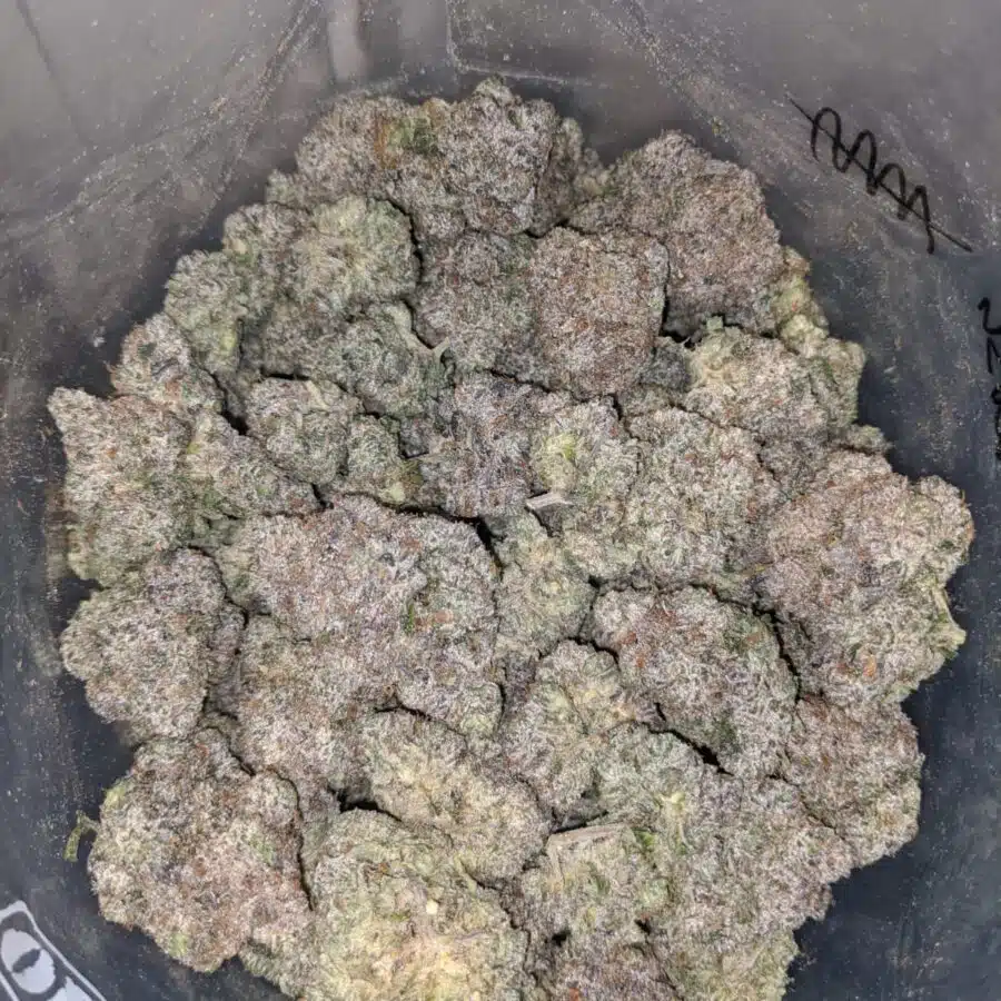 pink kush aaaa 3 I Pink Kush AAAA
