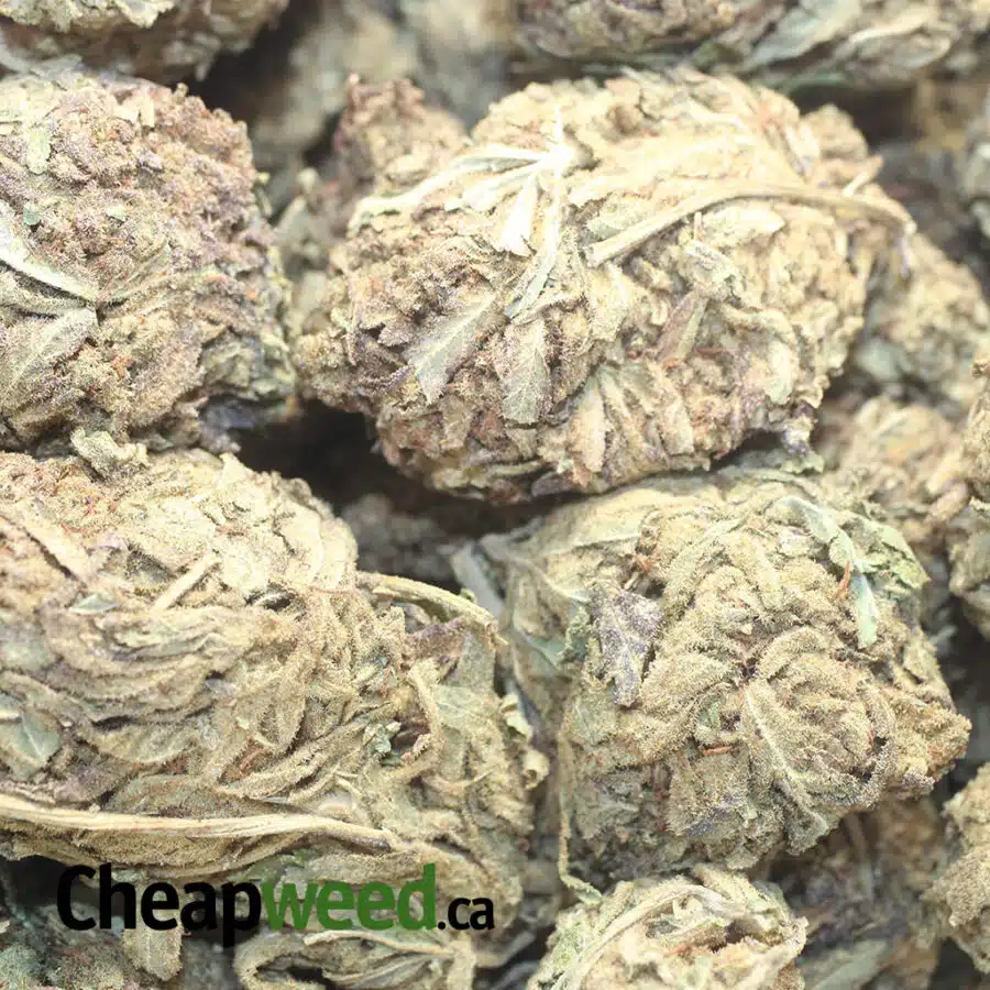 AA AFGHAN 1 I AA Afghan