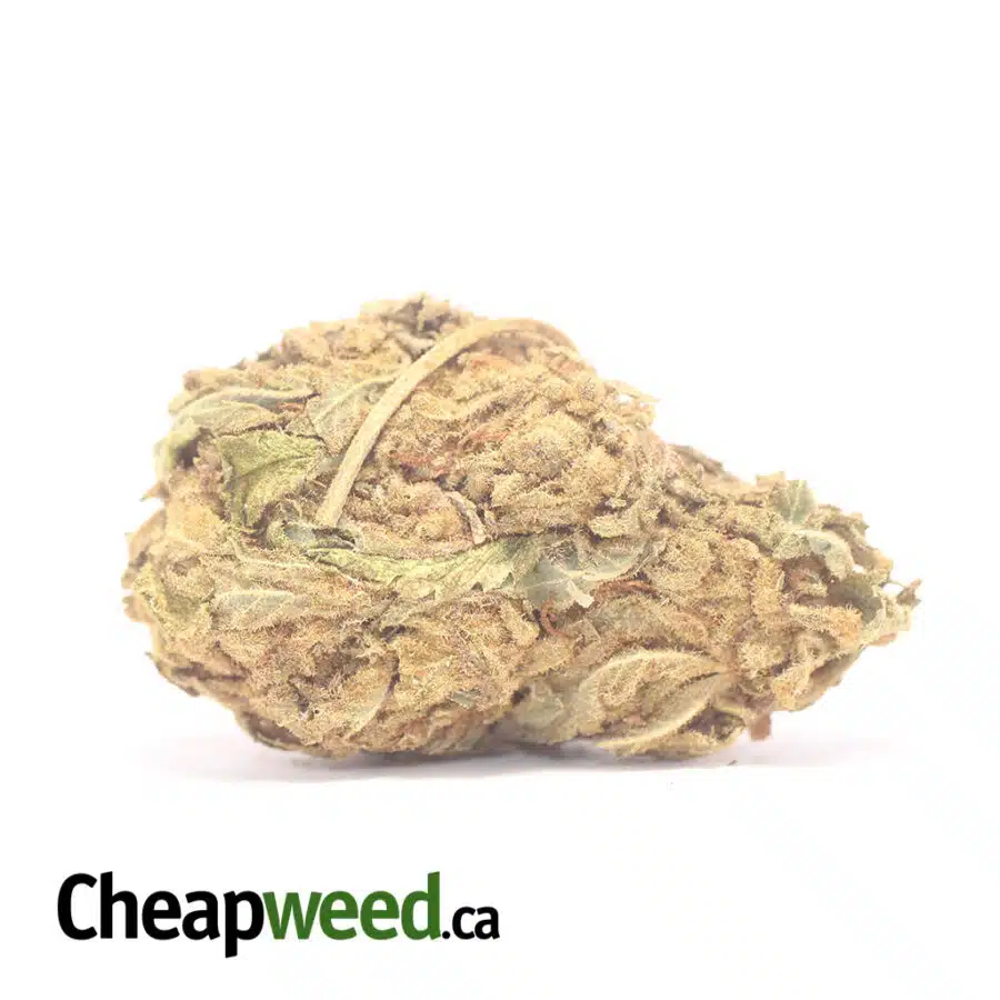 AA Afghan