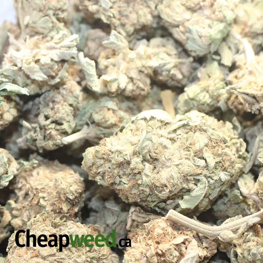 AA KUSH 1 I AA Kush