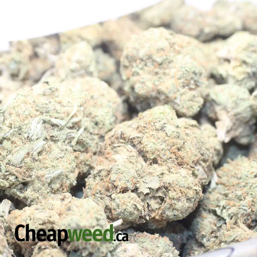 AA ROCKBUD BS 1 I AA Rockbud Bulk Special