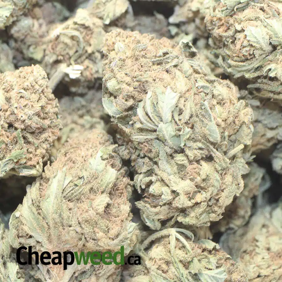 AA SOUR KUSH 1 I AA Sour Kush
