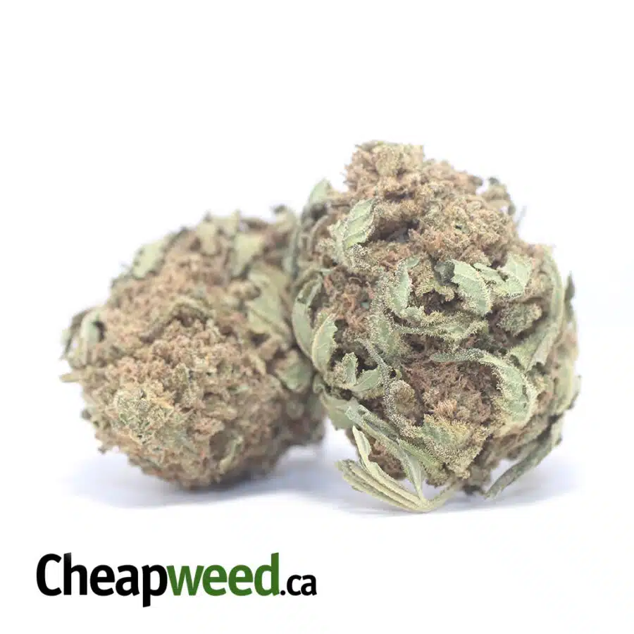 Alternative view of AA Sour Kush