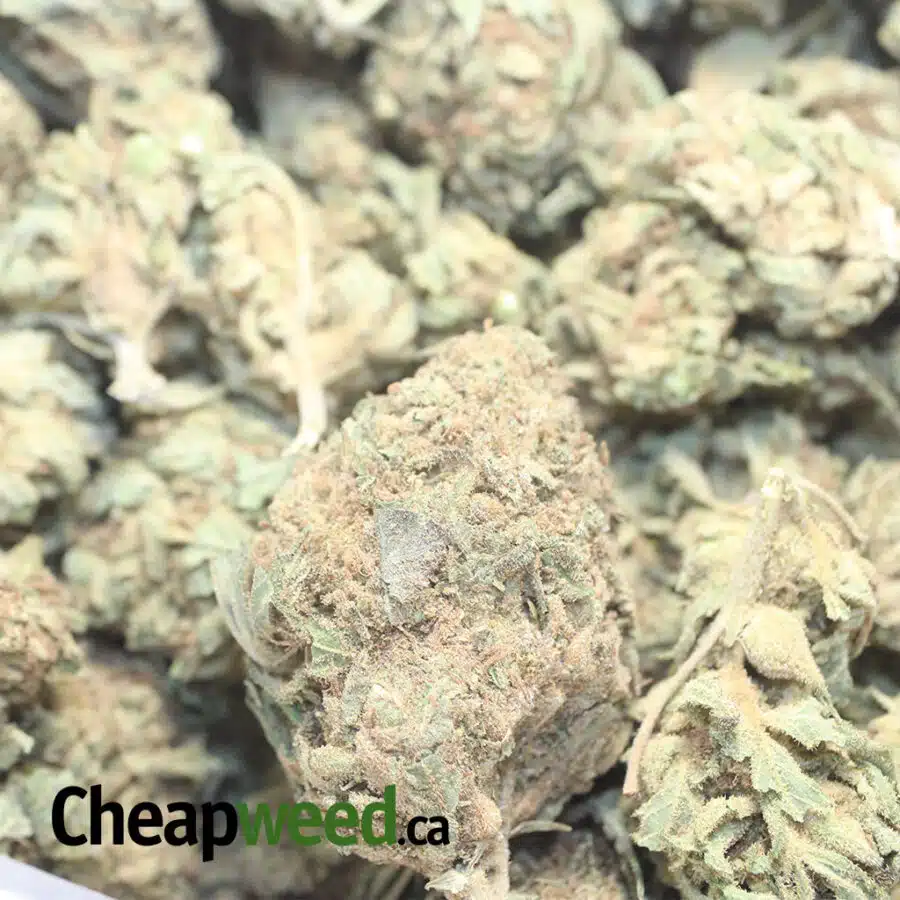AA WIDOW HAZE 1 I AA Widow Haze