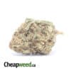 AA Widow Haze
