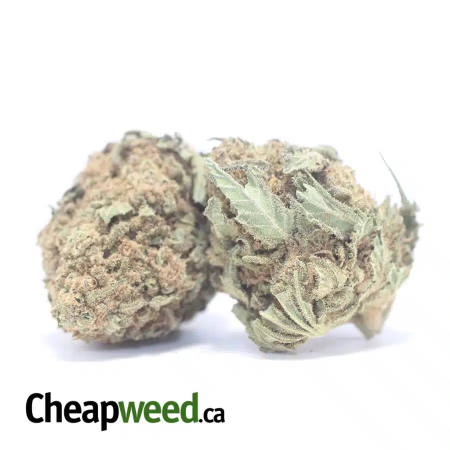 Alternative view of AA Widow Haze