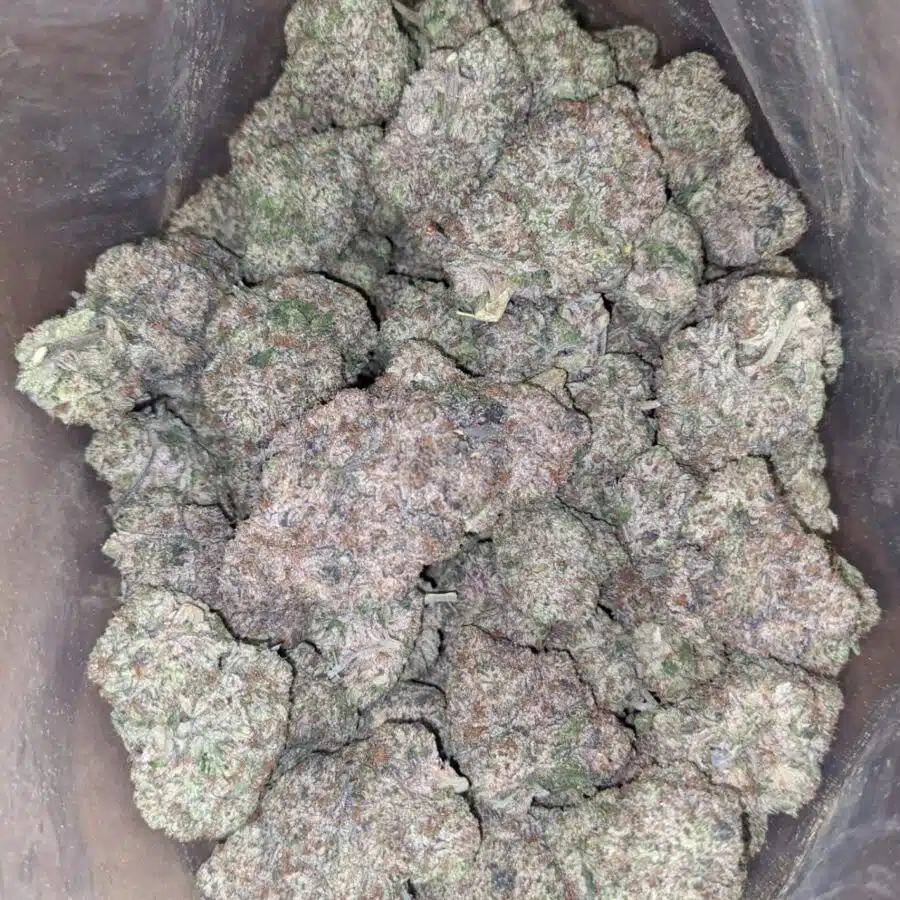 BLUEBERRY CCREAM 3 I Blueberry Creamsicle