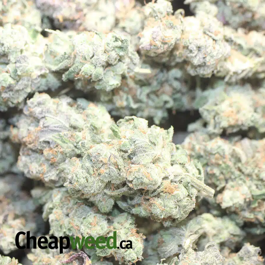 BUDDHA BERRY 1 I Buddha Berry