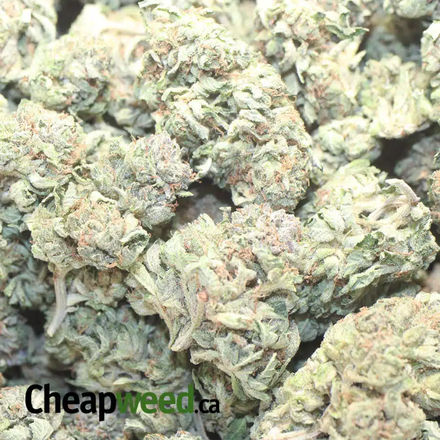 DEATH WALKER 1 I $65 Oz - Death Walker