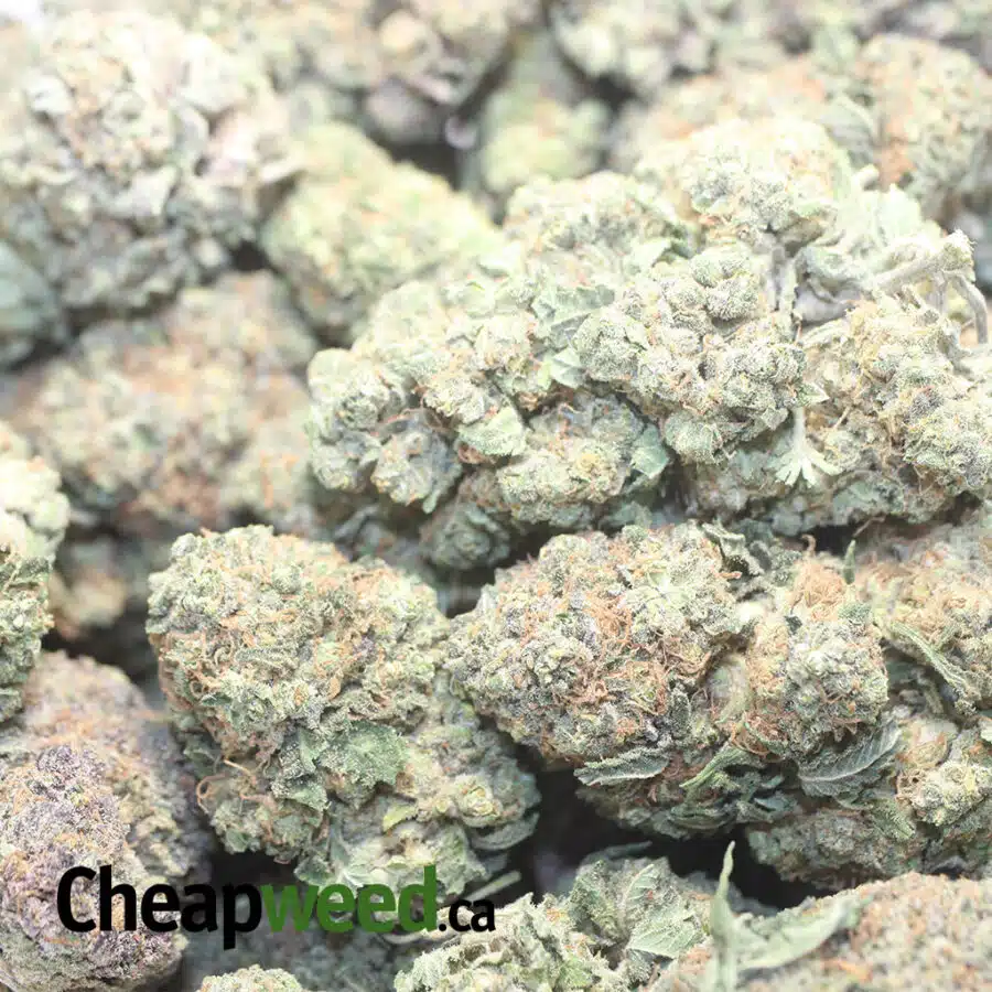 DOSI PUNCH DOD 1 I Dosi Punch - *Deal Of The Day*