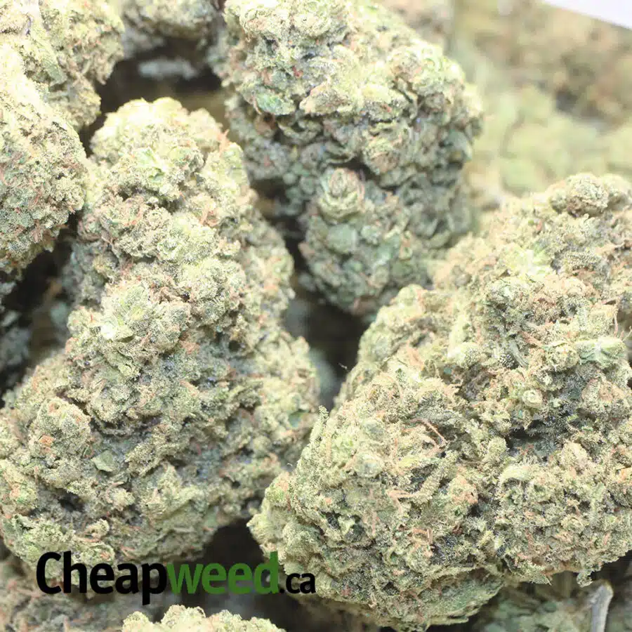 FC GSC 1 I Forum Cut Girl Scout Cookies