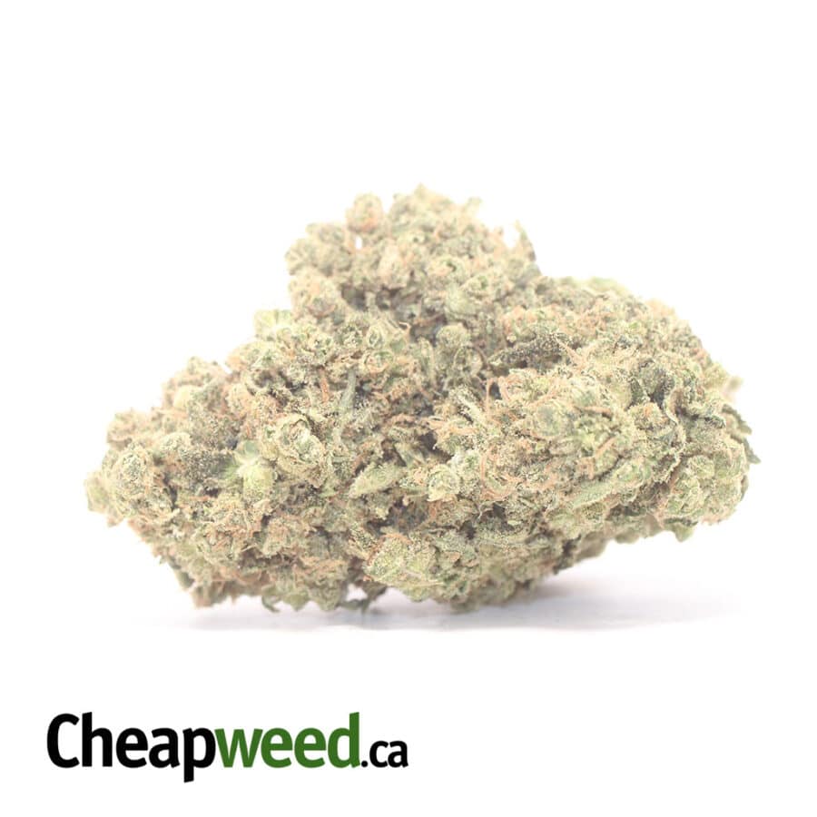Forum Cut Girl Scout Cookies