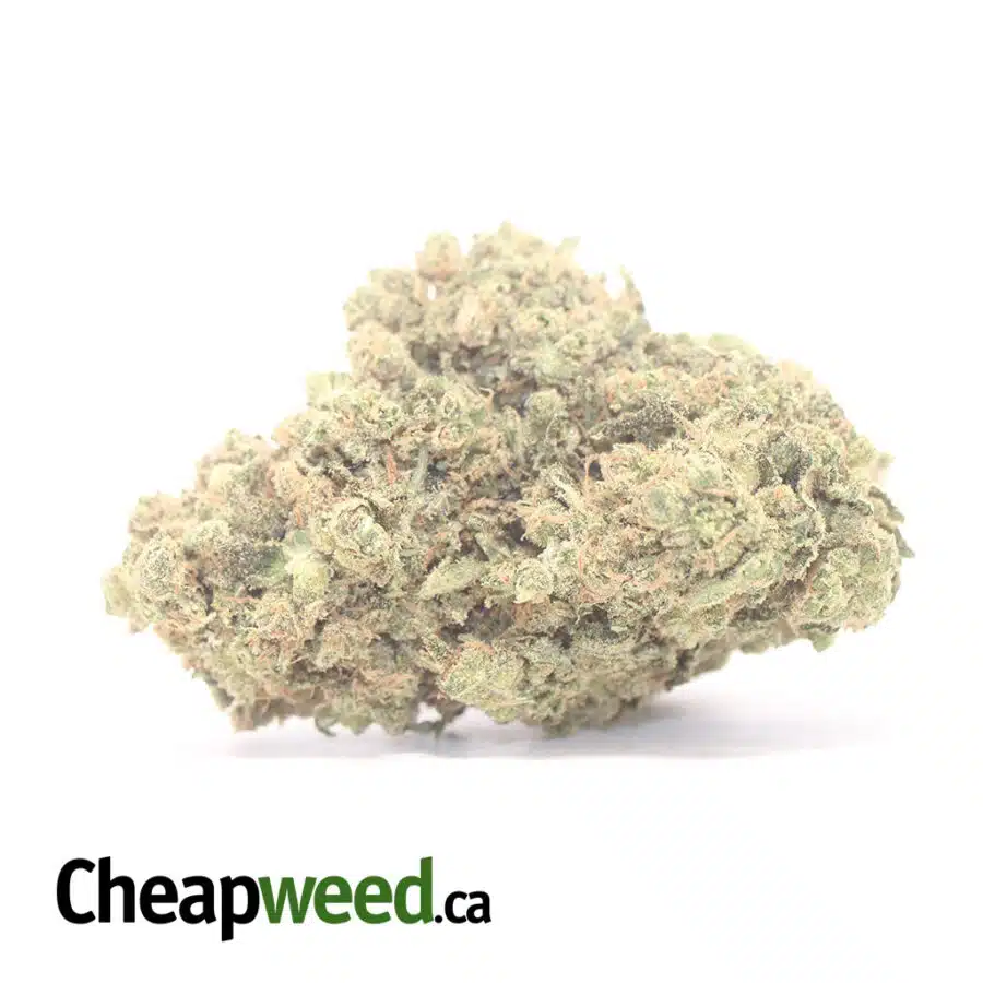 Forum Cut Girl Scout Cookies