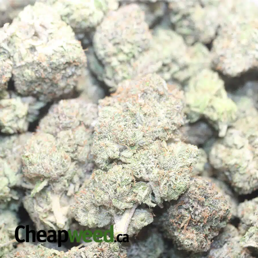 GRIZ PINKI 1 I Grizzly Pink