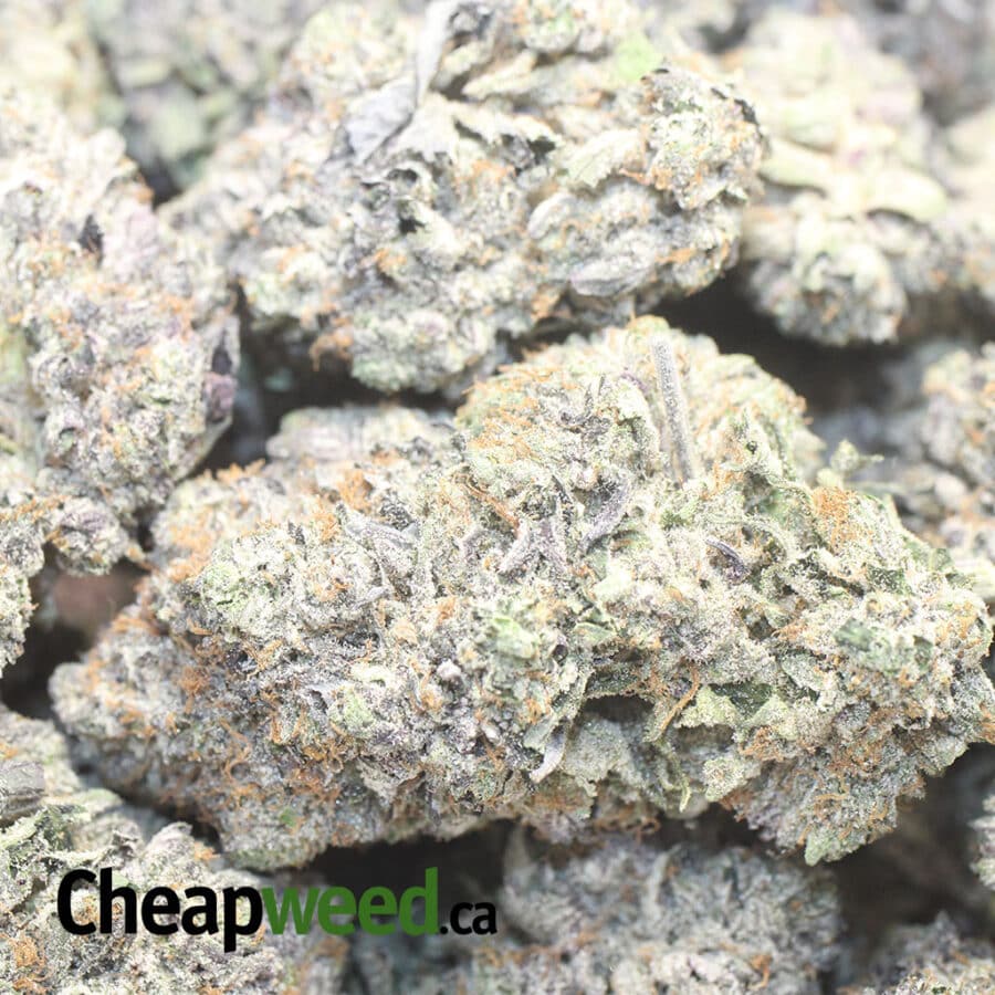 PURPLE CHEMDAWG 1 I Purple Chemdawg