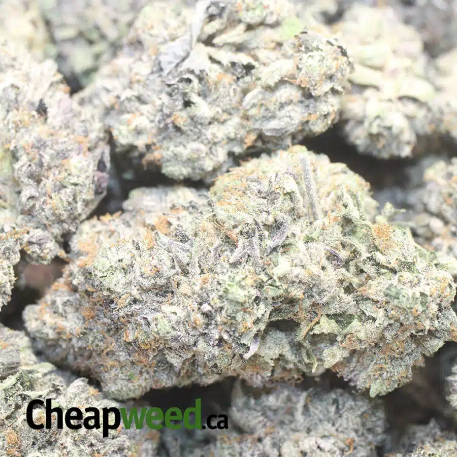PURPLE CHEMDAWG 1 I Purple Chemdawg