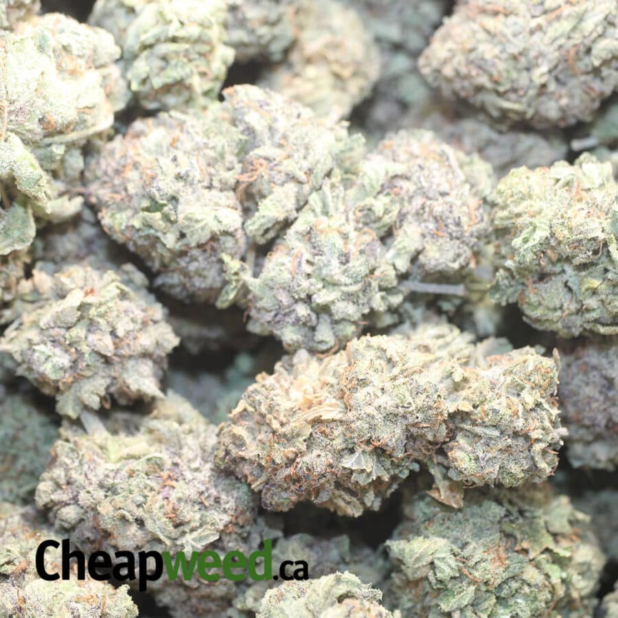PURPLE COSMIC 1 I Purple Cosmic