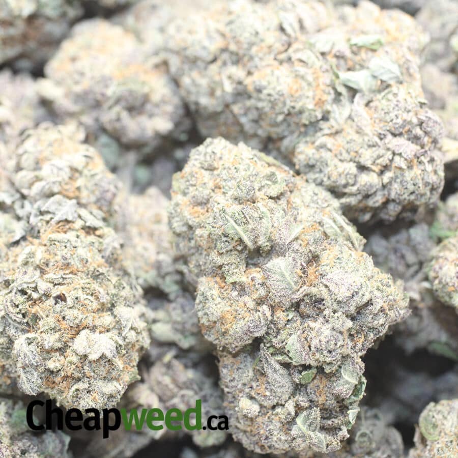 PURPLE HIGH OCTANE 1 I Purple High Octane