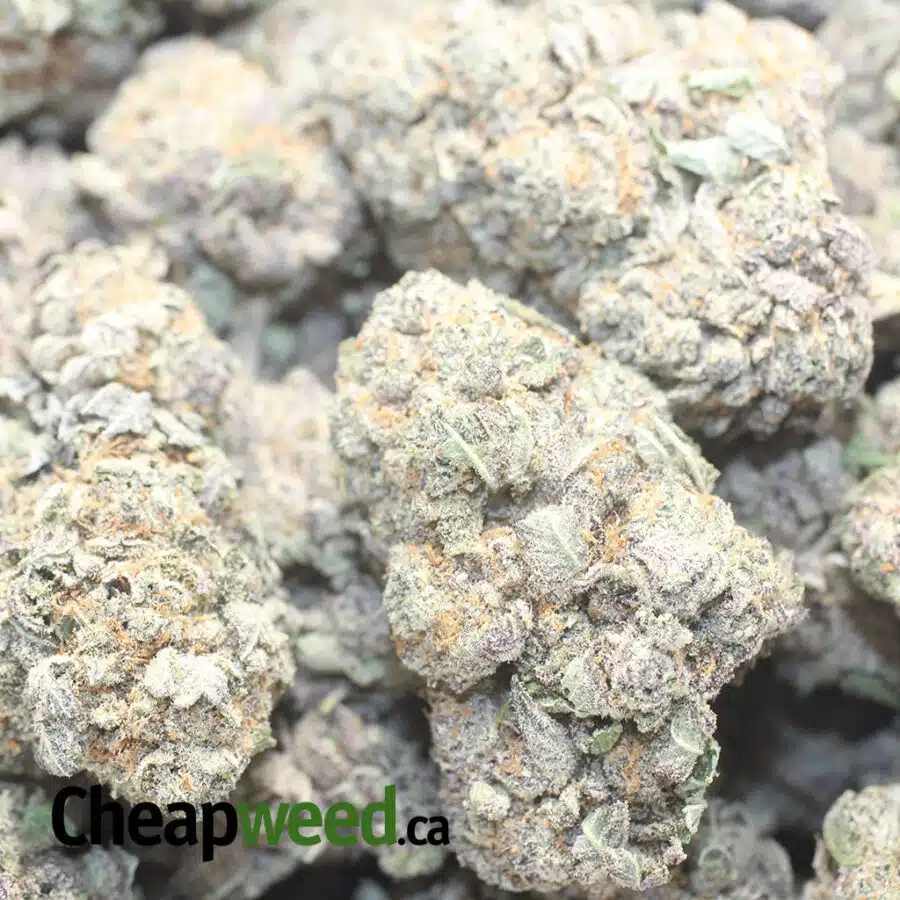 PURPLE HIGH OCTANE 1 I Purple High Octane
