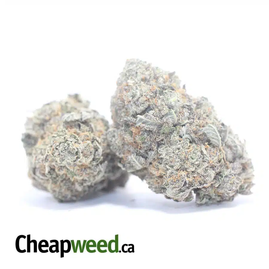 PURPLE HIGH OCTANE 3 I Purple High Octane