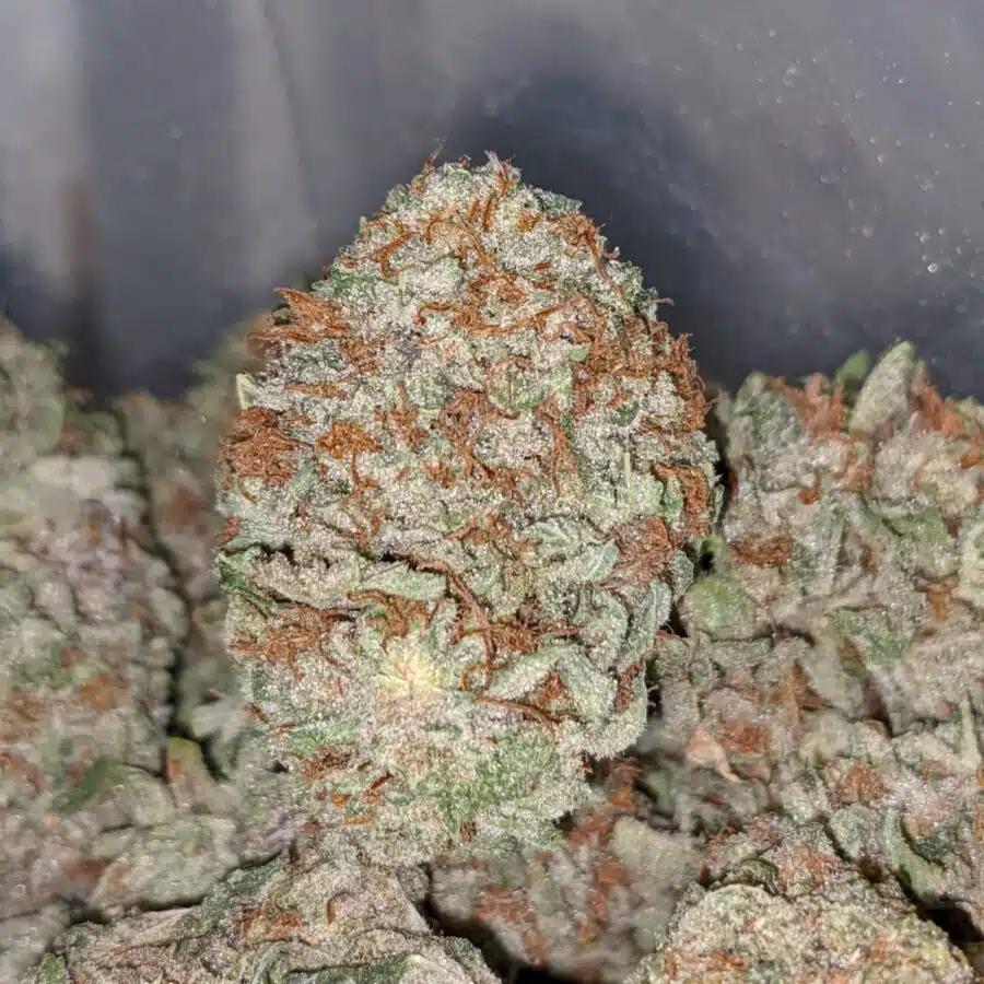 Purple amnesia haze 1 I Purple Amnesia Haze