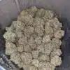 Purple Amnesia Haze
