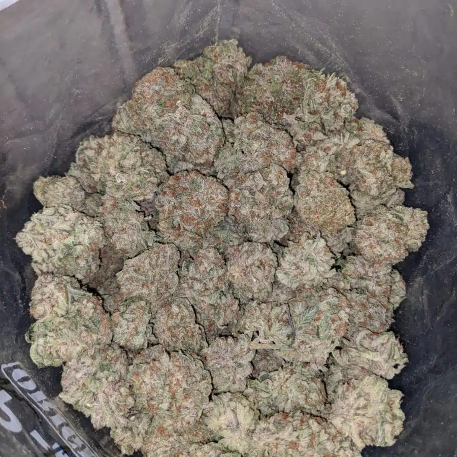 Purple amnesia haze 3 I Purple Amnesia Haze