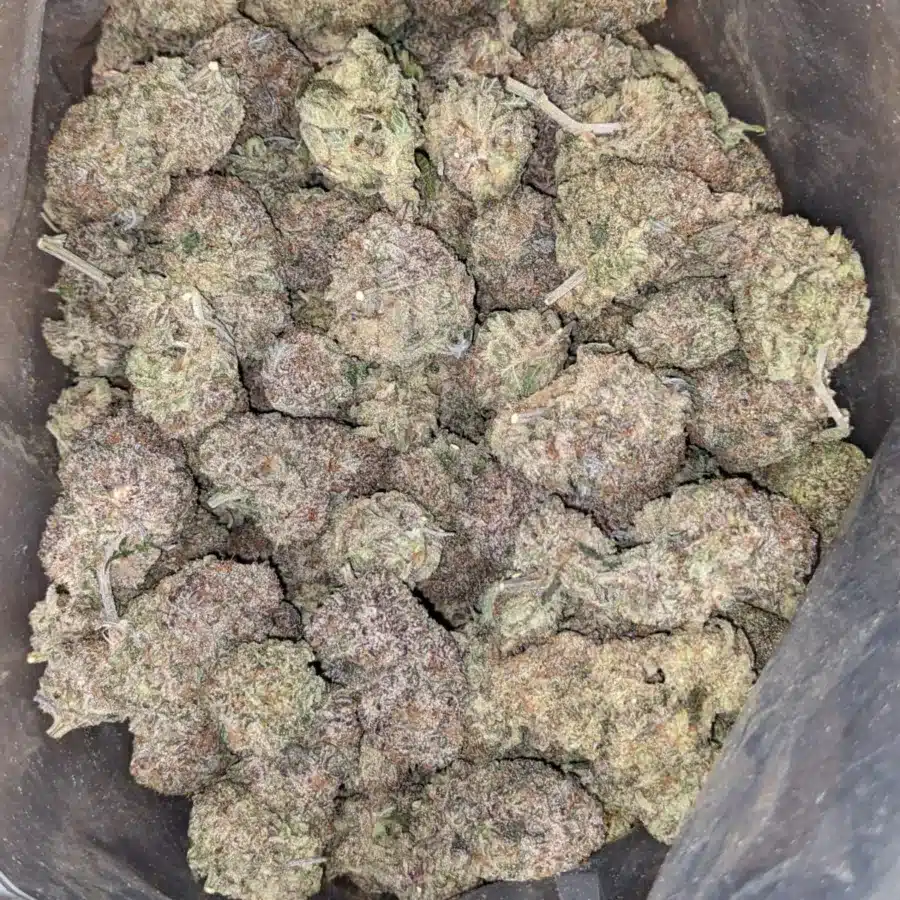 Purple widow 1 I Purple Widow