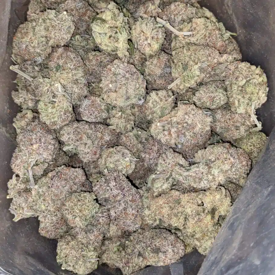 Purple widow 2 I Purple Widow