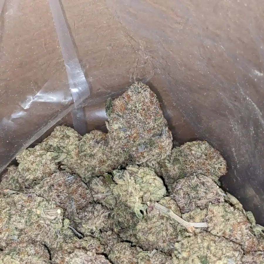 Purple widow 4 I Purple Widow