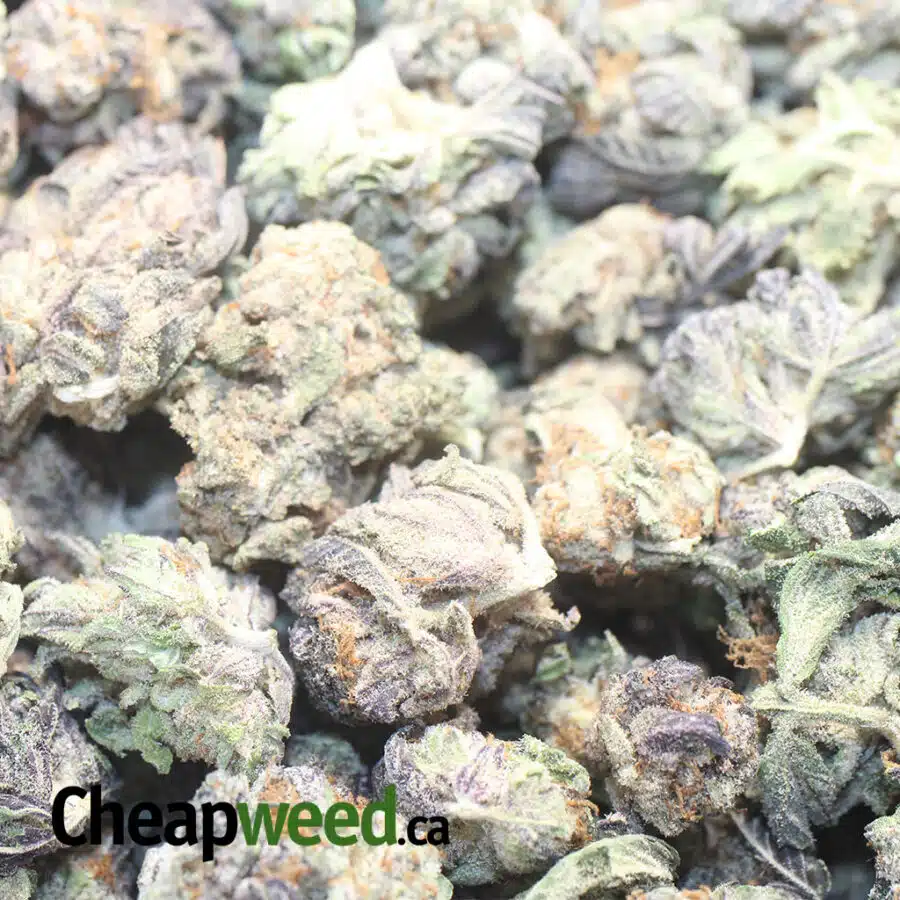 RIDDLEBERRY DOPD 1 I Riddleberry - *Deal Of The Day*