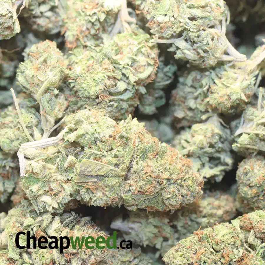 SILVER HAZE DOD 1 I Silver Haze - *Deal Of The Day*