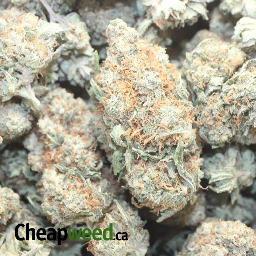 TONY LOG DOD 1 I Tony's Lindsay OG - *Deal Of The Day*