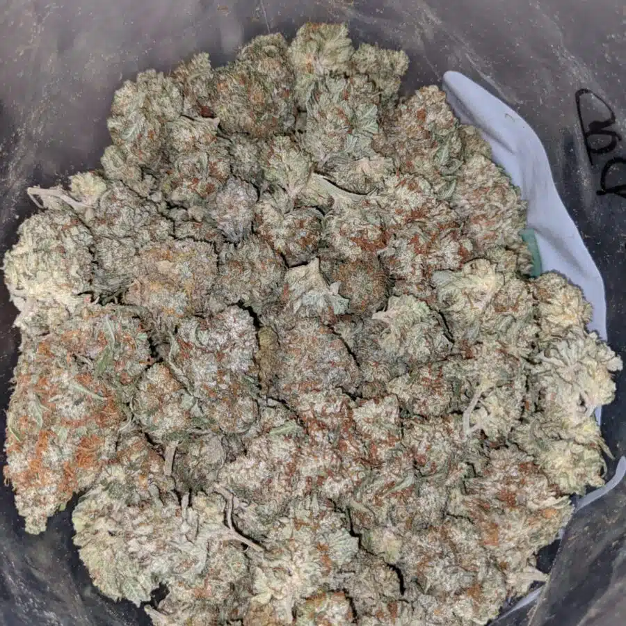 TONYS LINDSAY OG DOD 2 I Tony's Lindsay OG - *Deal Of The Day*