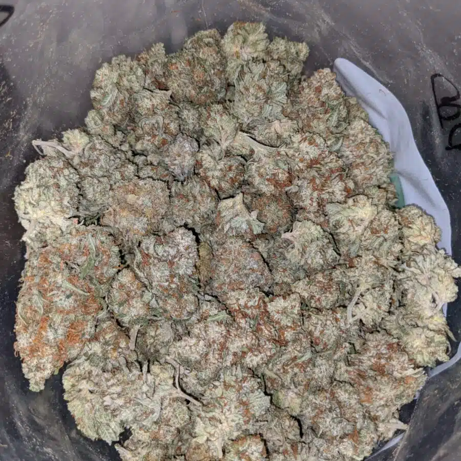 TONYS LINDSAY OG DOD 3 I Tony's Lindsay OG - *Deal Of The Day*