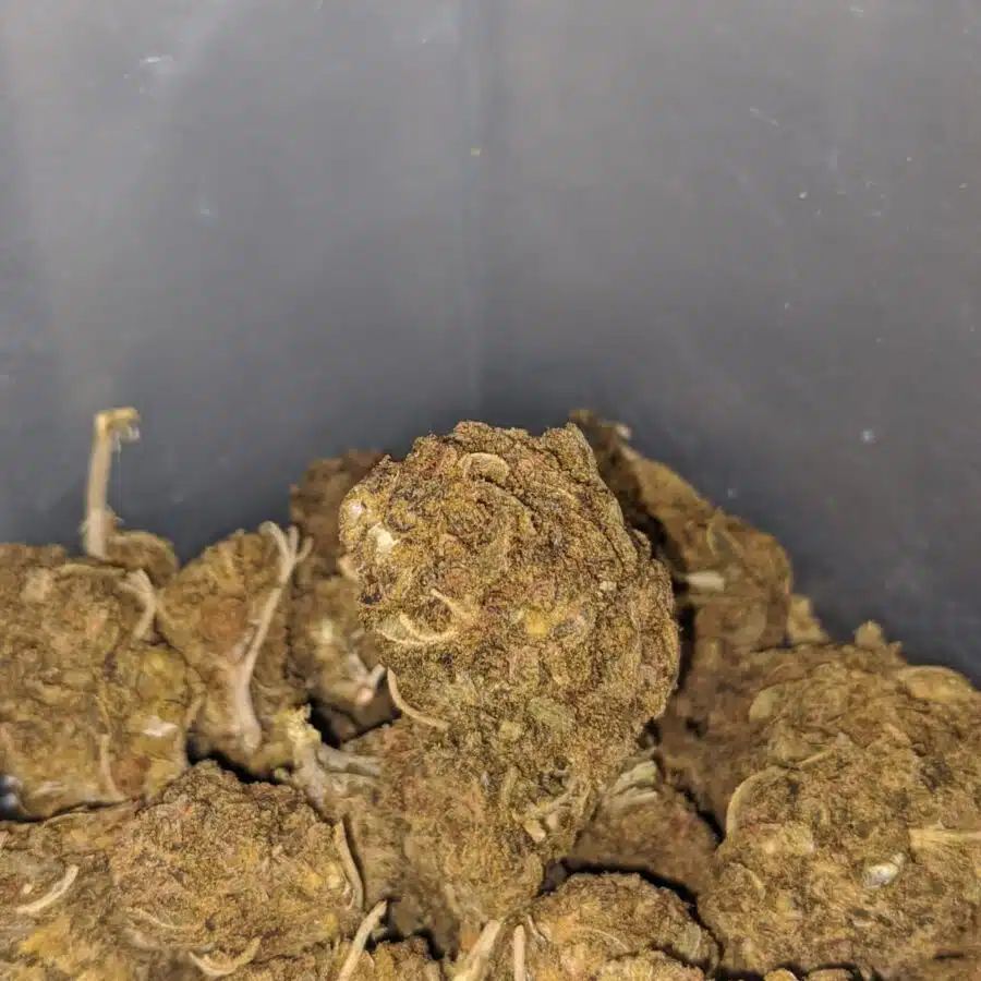 aa black bubba 4 I AA Black Bubba