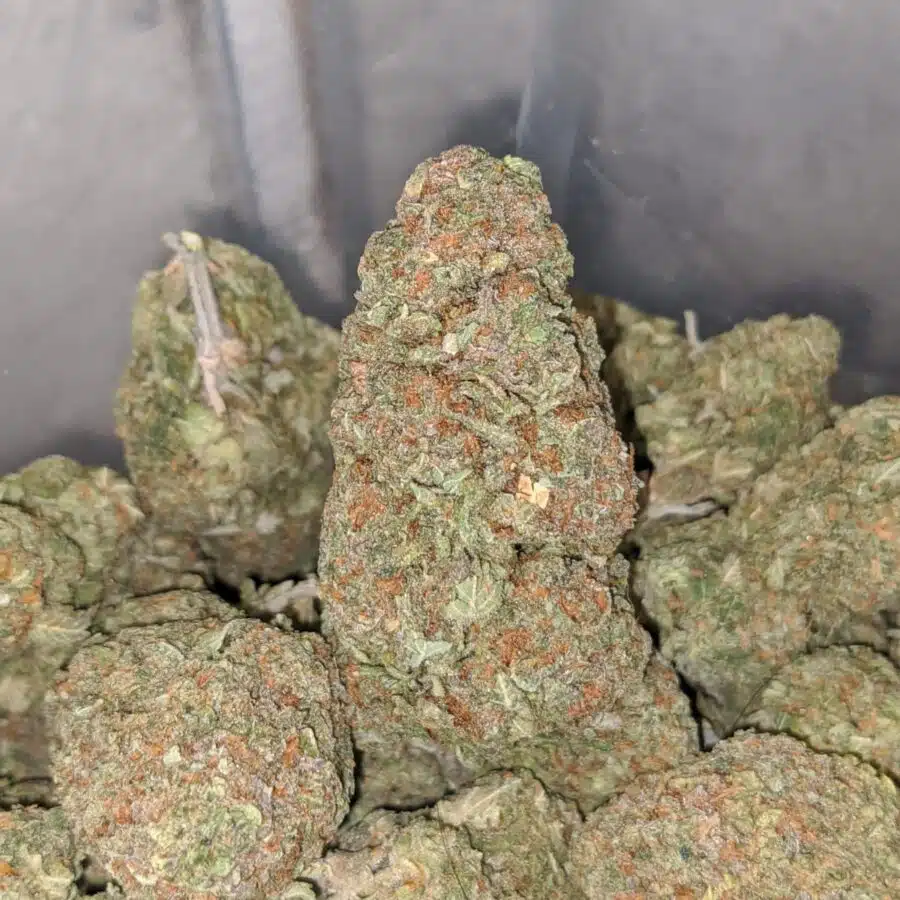 animal cookies 4 I $ 63 Oz - Animal Cookies