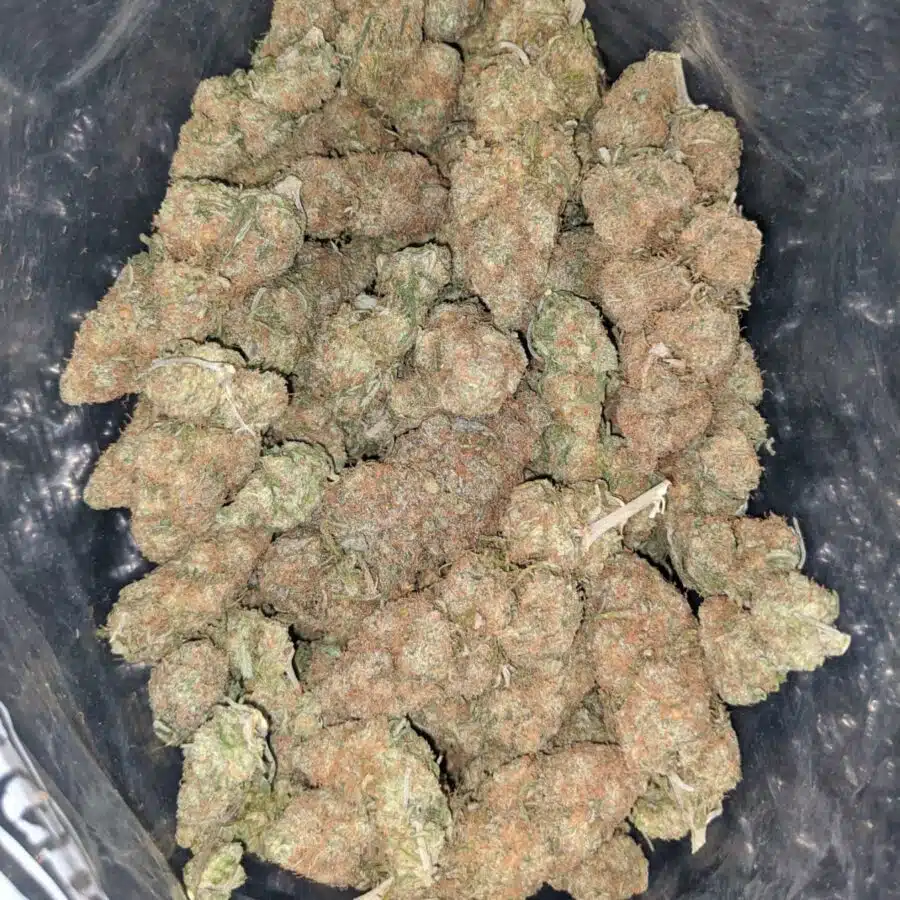 bubblegum gelato 1 1 I Bubblegum Gelato #2