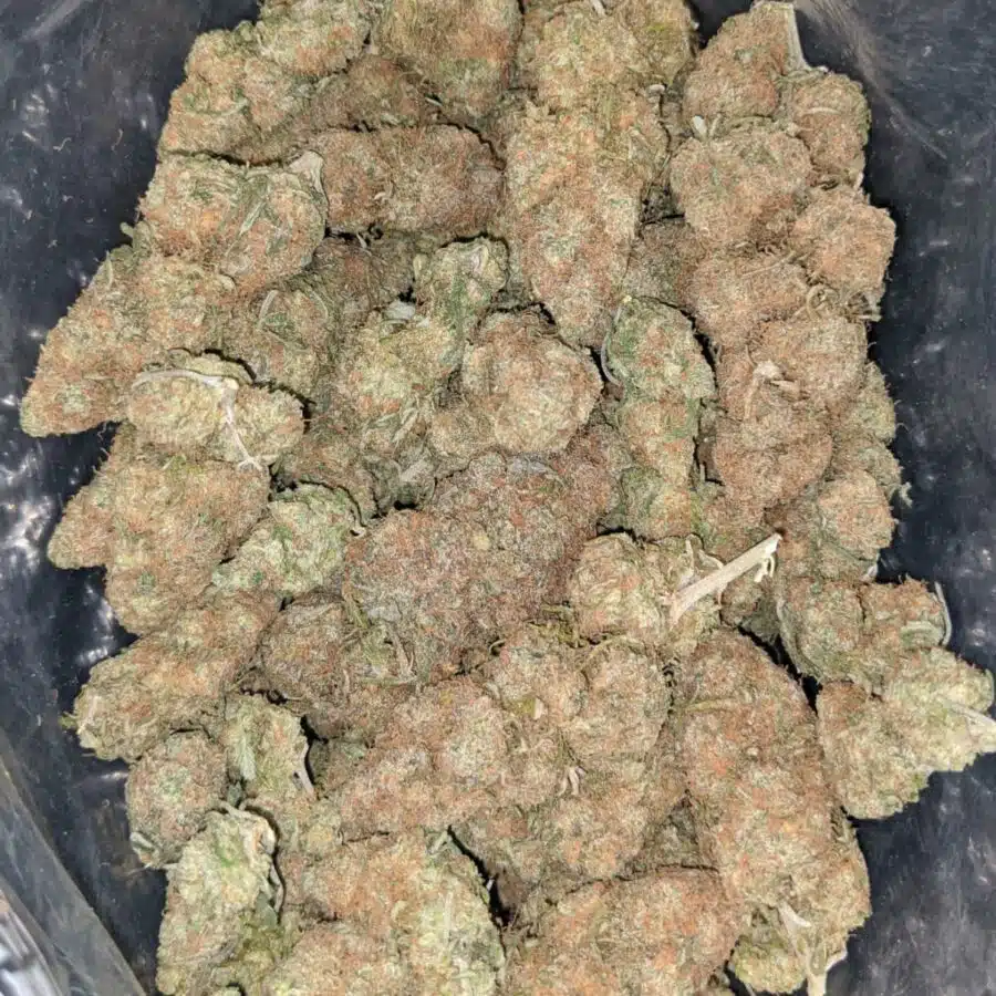 bubblegum gelato 2 1 I Bubblegum Gelato #2