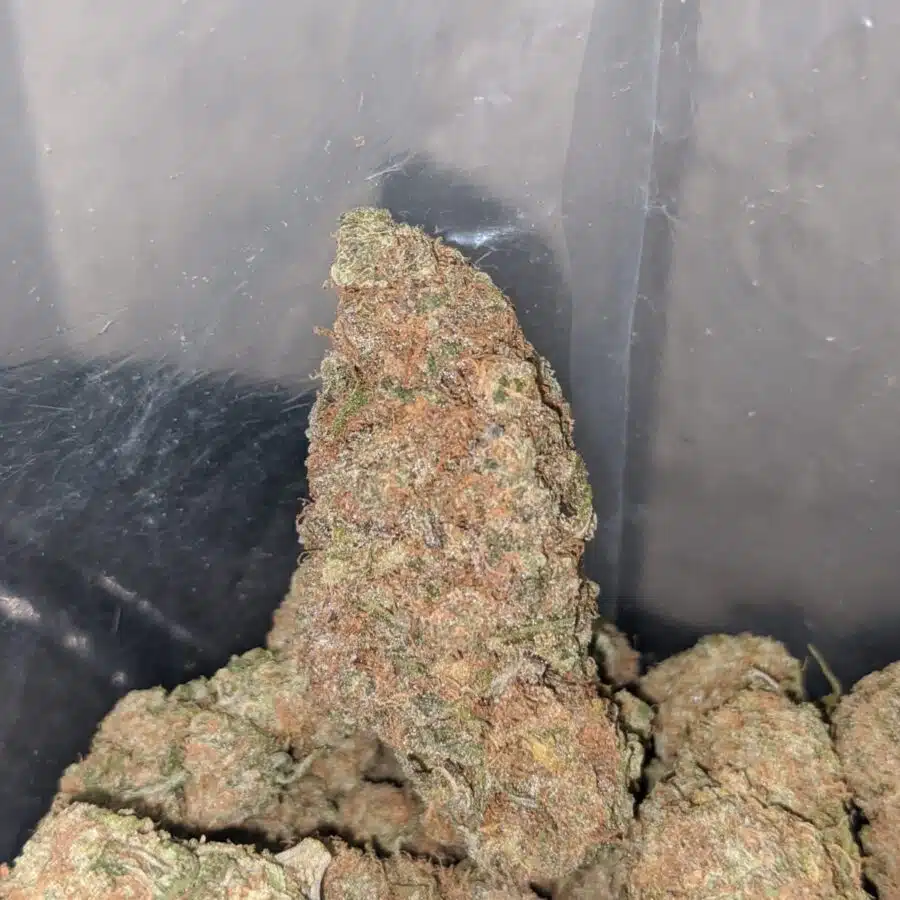 bubblegum gelato 3 1 I Bubblegum Gelato #2