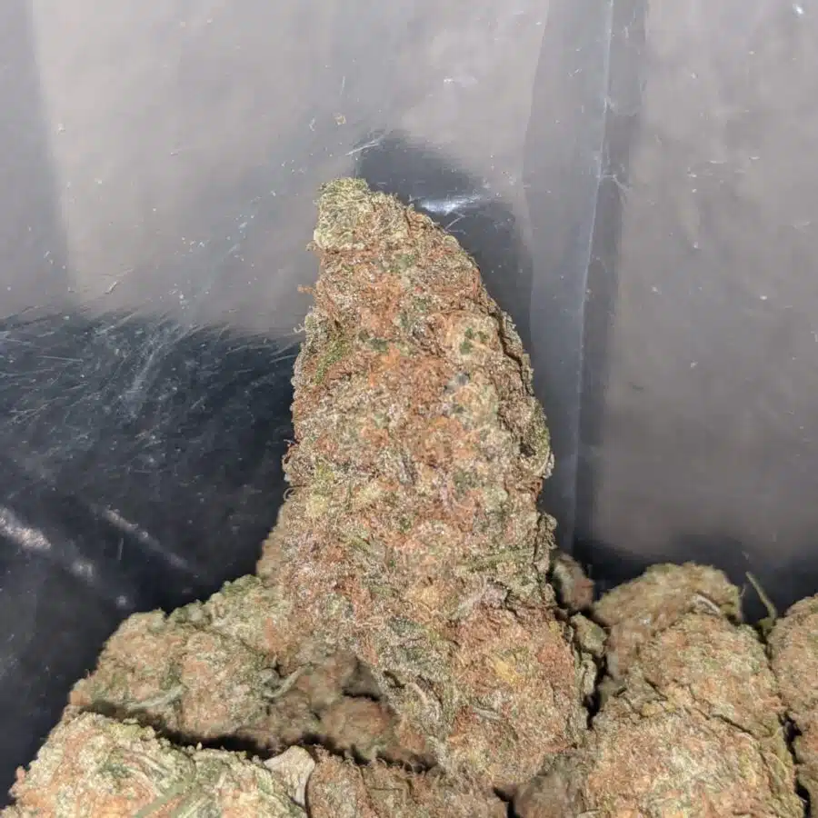 bubblegum gelato 4 1 I Bubblegum Gelato #2