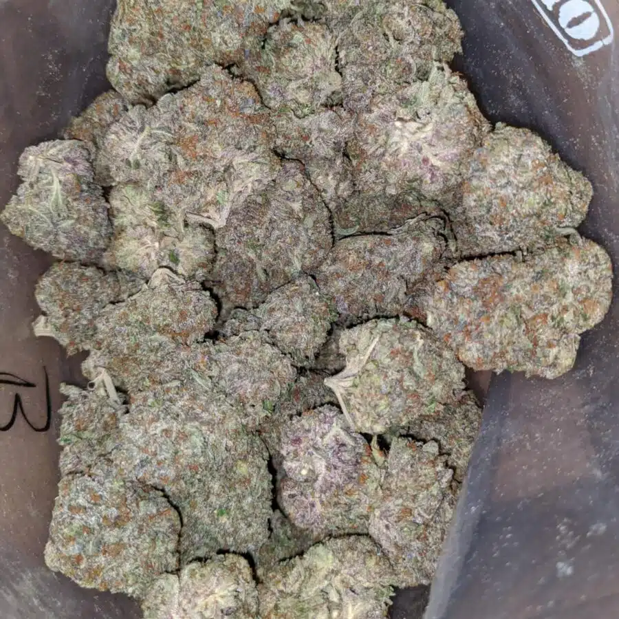 greenfarm rockstar 1 I Greenfarm's Rockstar