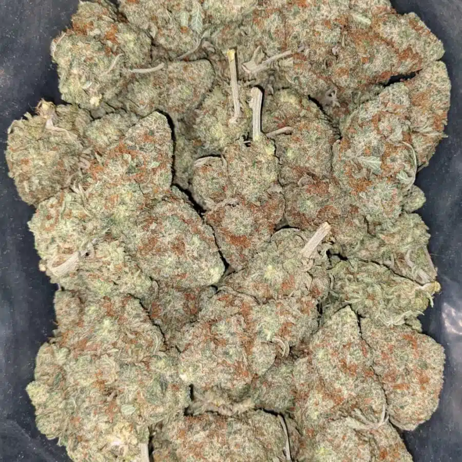 lemon drop 1 I Lemon Drop