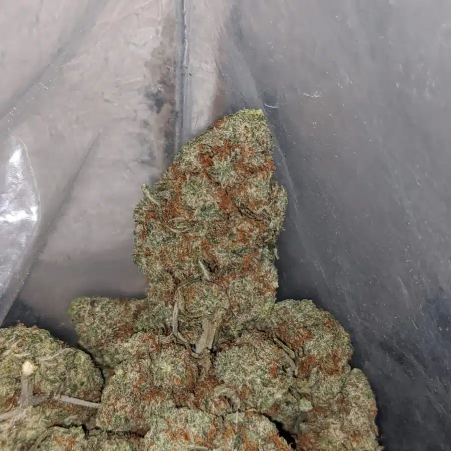 lemon drop 4 I Lemon Drop