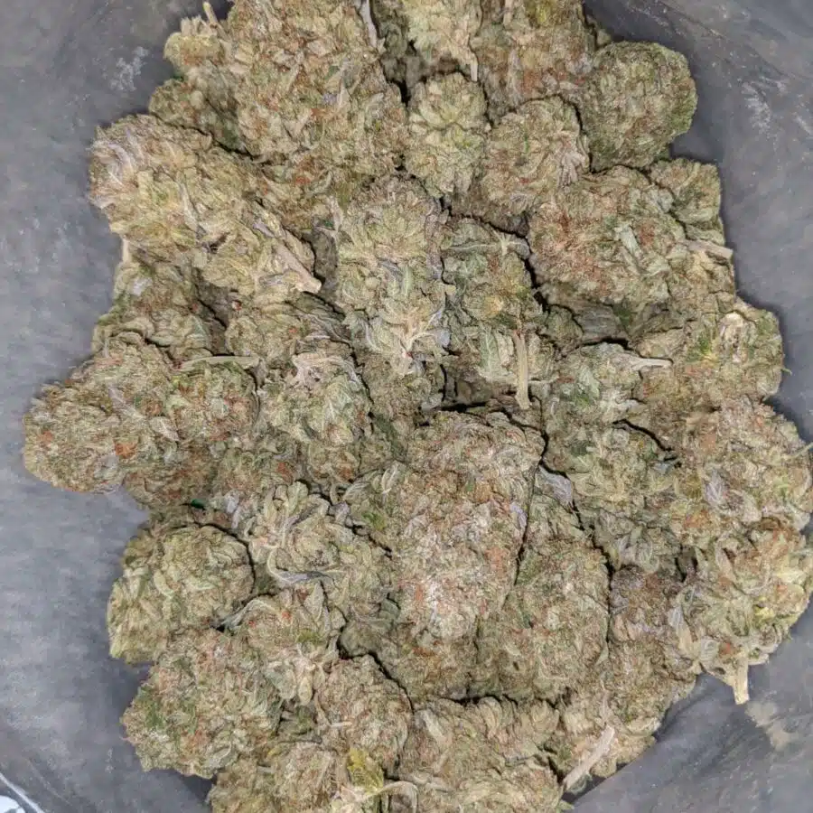 pink kush aaa 2 1 I Pink Kush AAA