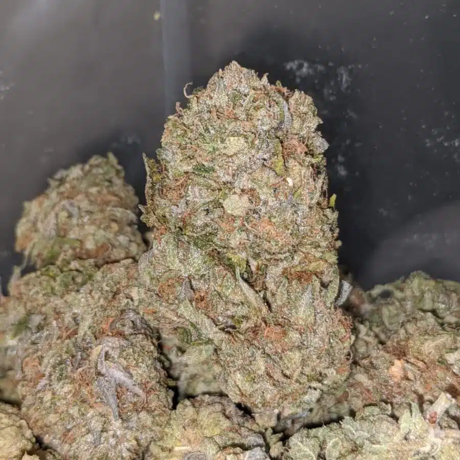pink kush aaa 4 2 I Pink Kush AAA