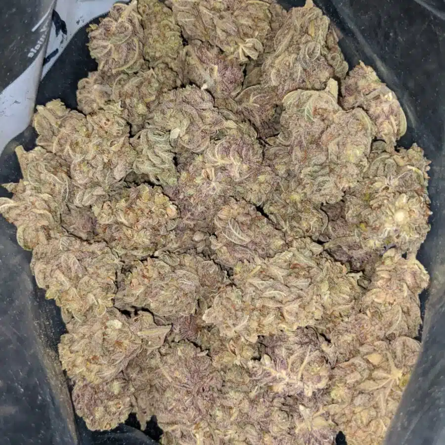 purple buddha 1 I Purple Buddha