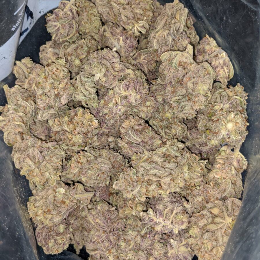 purple buddha 2 I Purple Buddha
