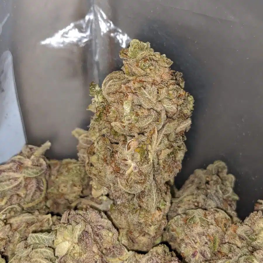 purple buddha 3 I Purple Buddha