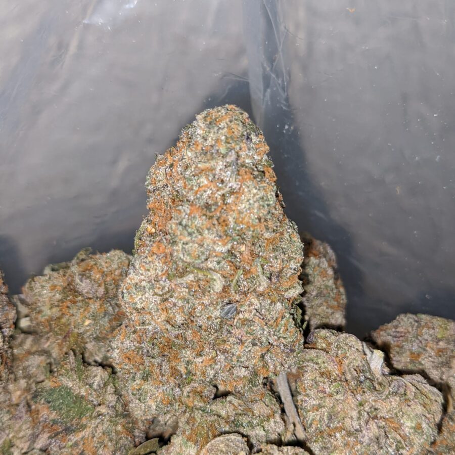 runtz x purple punch 3 I Runtz X Purple Punch